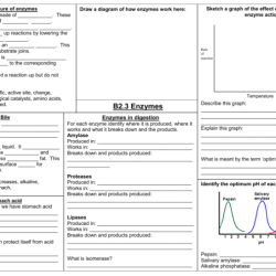 Enzymes worksheet ch. 6 section 2