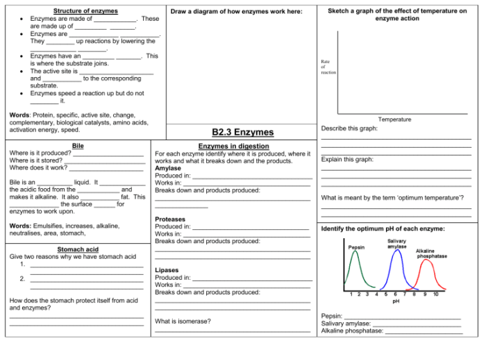 Enzymes worksheet ch. 6 section 2