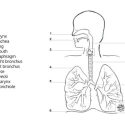 The respiratory system fill in the blanks