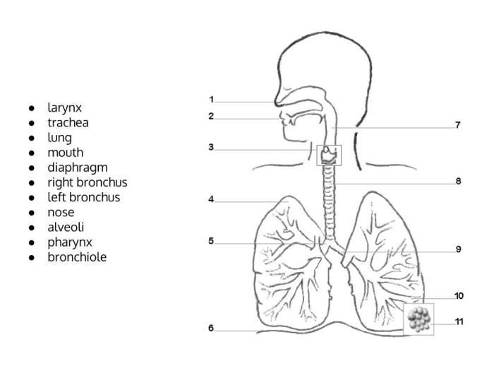 The respiratory system fill in the blanks