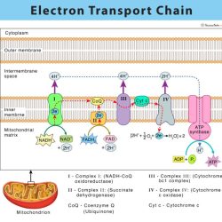 Enzymes and cellular respiration pogil