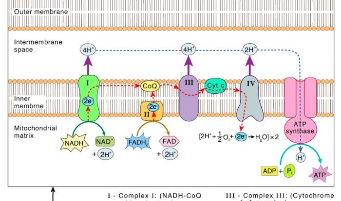 Enzymes and cellular respiration pogil