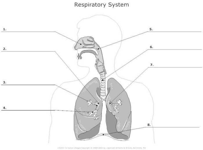 The respiratory system fill in the blanks