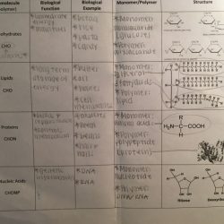 Amoeba sisters video recap worksheet