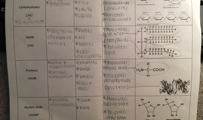 Amoeba sisters video recap worksheet