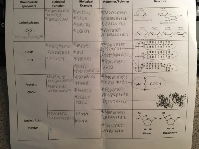 Amoeba sisters video recap worksheet