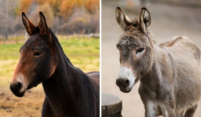 Make like a mule crossword