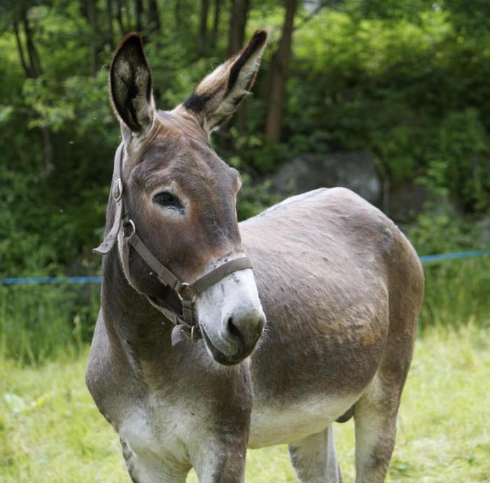 Make like a mule crossword