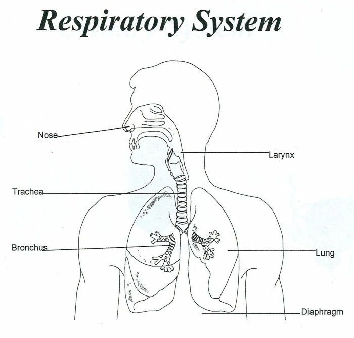 The respiratory system fill in the blanks