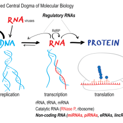 Central dogma and genetic medicine answer key