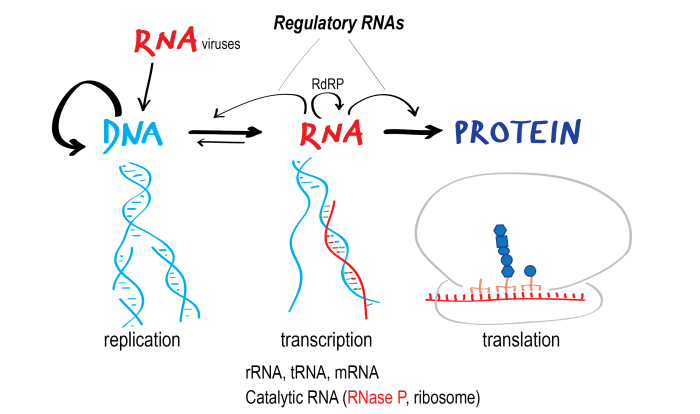 Central dogma and genetic medicine answer key